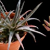 Aloe saundersii (hybr.)